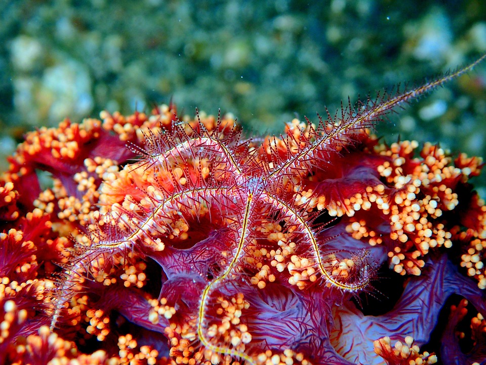 Starfish visual data 2