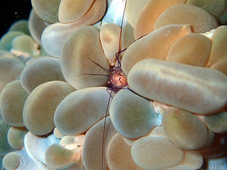 Free Shrimp Crustacean photo and picture