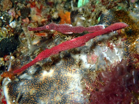 Free Velvet Robust Ornate Ghost Pipefish photo and picture