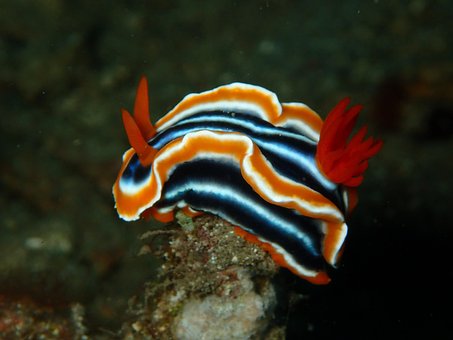 Free Nudibranch Nudi Branch photo and picture