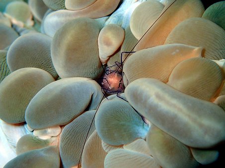 Free Shrimp Crustacean photo and picture