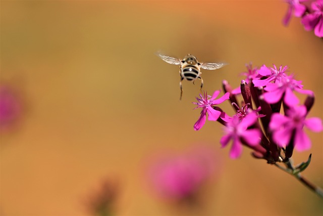 Free Bee Plant photo and picture