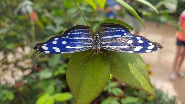 Free Butterfly Nature photo and picture