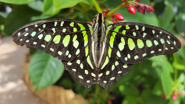 Free Insect Butterfly photo and picture