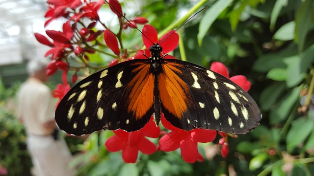 Free Insect Butterfly photo and picture