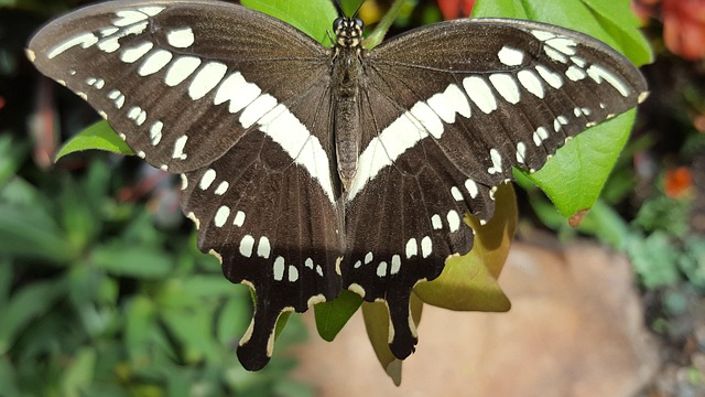 Free Insect Butterfly photo and picture