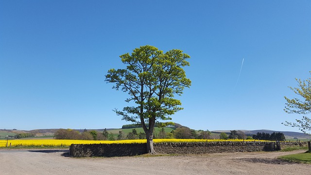 Free Landscape Tree photo and picture