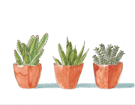 Suculentas, Plantas, Vasos De Plantas