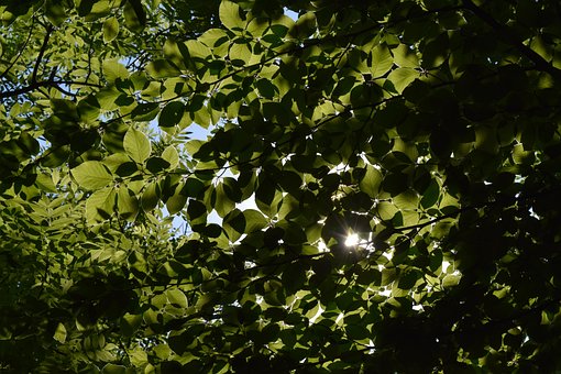 Naturaleza, Madera, Follaje, Falomb