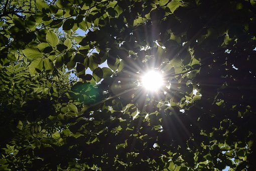 Naturaleza, Madera, Follaje, Falomb