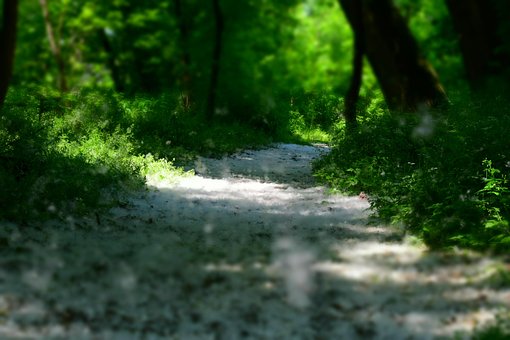 Naturaleza, Suelo, Blanco, Verde, Bosque