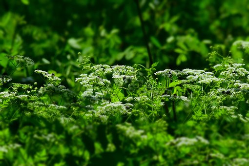 Naturaleza, Verde, Planta, Primavera