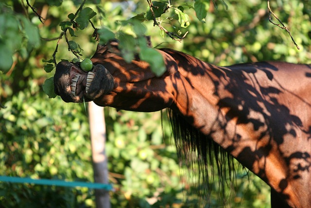 Free Horse Apple Tree photo and picture