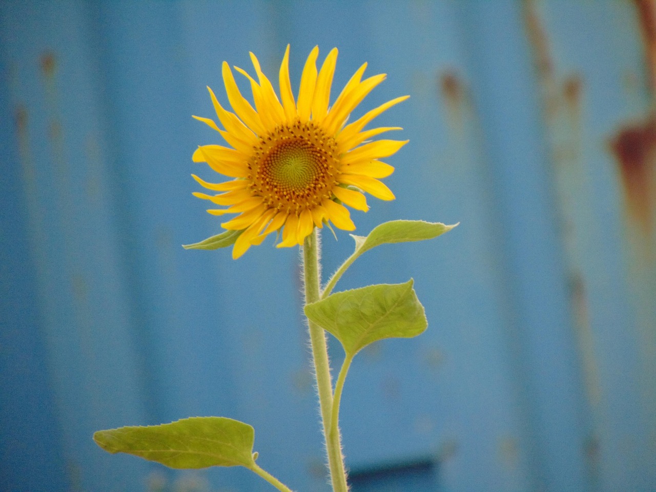 Schöne Blumen Sonnenblume - Kostenloses Foto auf Pixabay - Pixabay