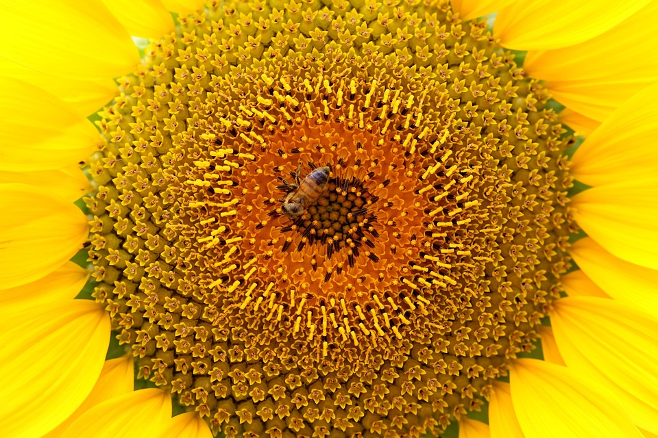 Sunflower Bee Nature - Free photo on Pixabay - Pixabay