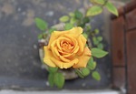 rose, roses, yellow