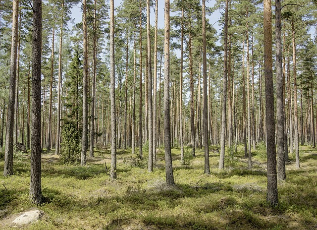 Free Forest Pine photo and picture