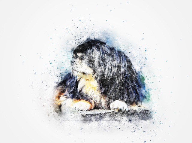 Free dog tibetan spaniel pet illustration