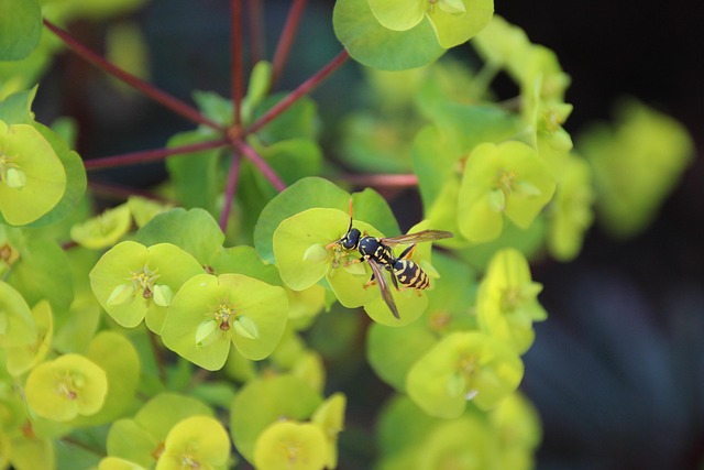 Free Wasp Insect photo and picture