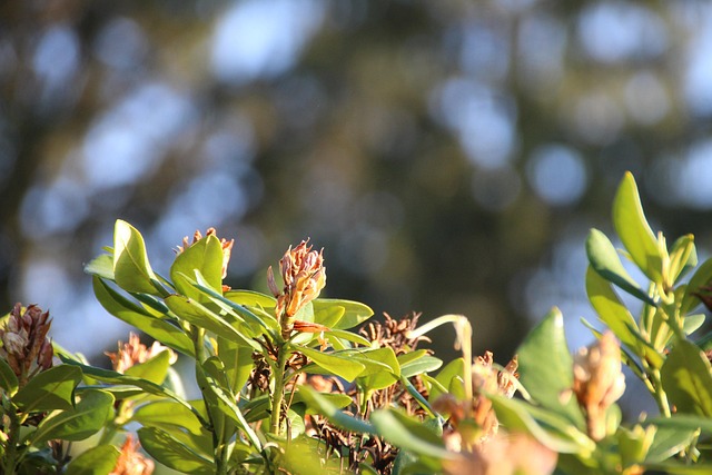 Free Macro Nature photo and picture