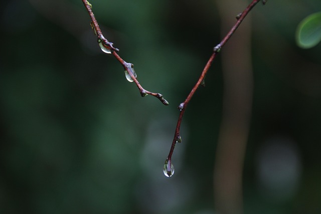 Free Raindrop Dew photo and picture