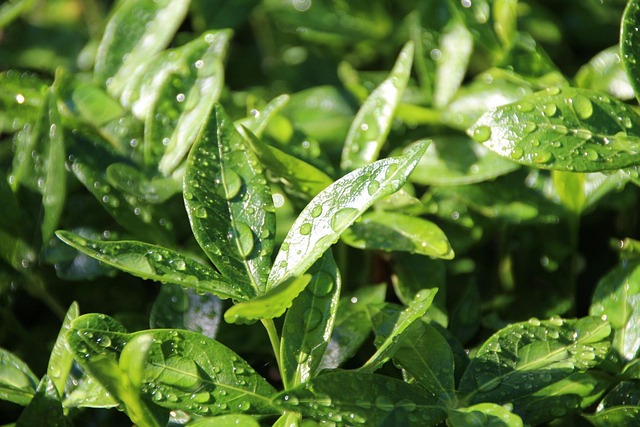 Free Water Raindrop photo and picture
