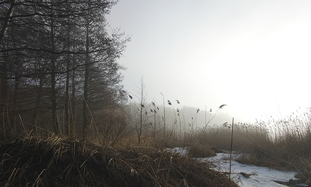 Free Sea Fog photo and picture