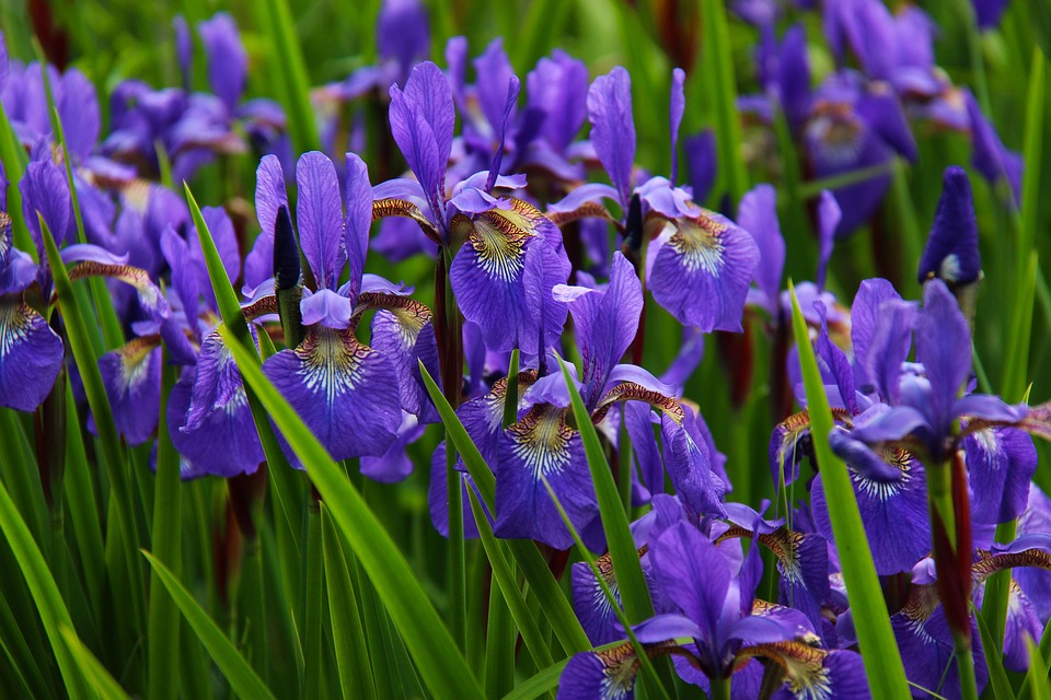 iris flower floral free