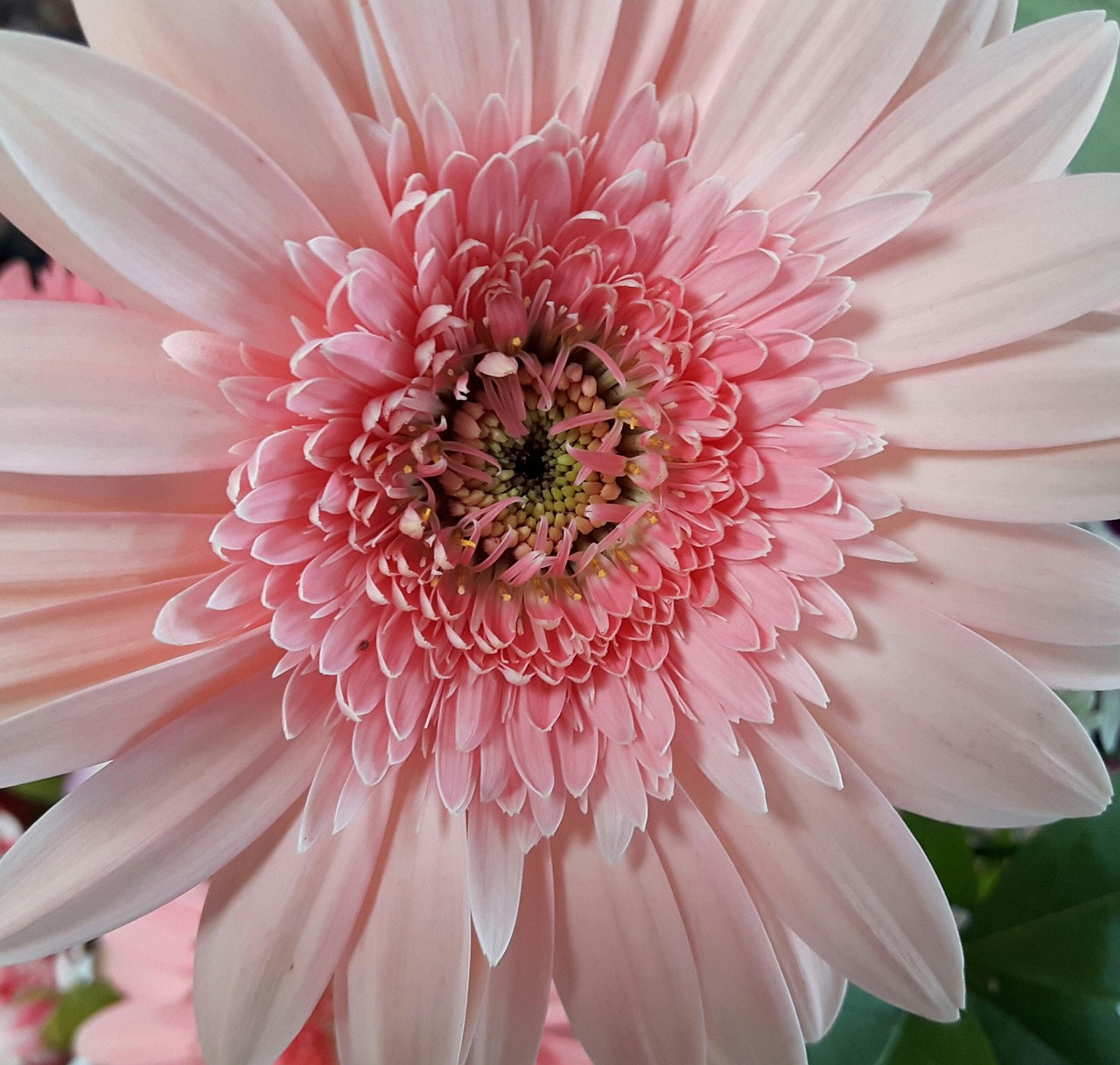 花 粉红色 - Pixabay上的免费照片 - Pixabay