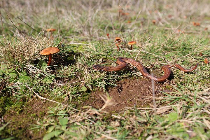 50+ kostnadsfria bilder med Ritad Träd och Träd - Pixabay