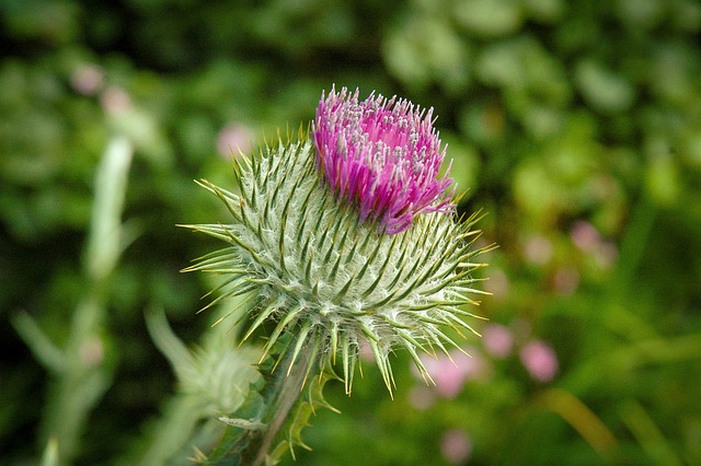 Free Thistle Flower photo and picture