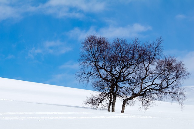 Free Winter Snow photo and picture