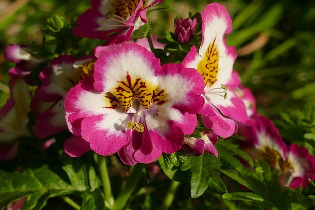 Free Farmer Orchid Schizanthus photo and picture