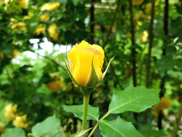 Free Rose Yellow Rose photo and picture