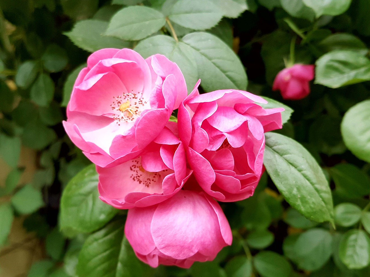 Rosa Foto Gratuita No Pixabay Pixabay