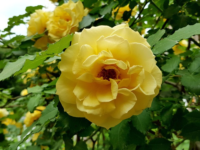 Free Yellow Rose Beautiful photo and picture