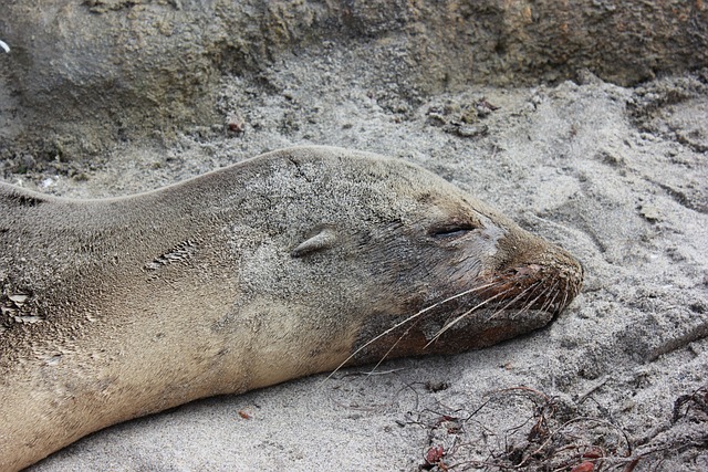 Free Sea Wolf Seal photo and picture