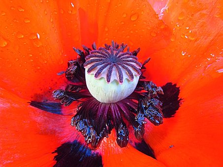 Free Poppy Rain photo and picture