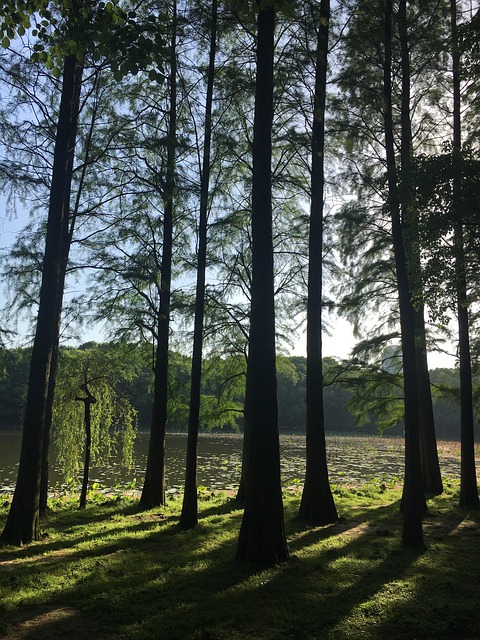 Free East Lake Light And Shadow photo and picture