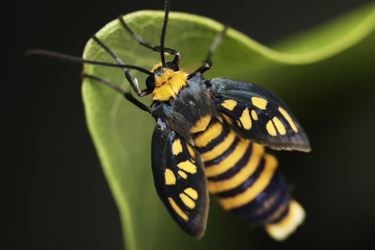 Insectes Papillon En Volant - Photo gratuite sur Pixabay - Pixabay