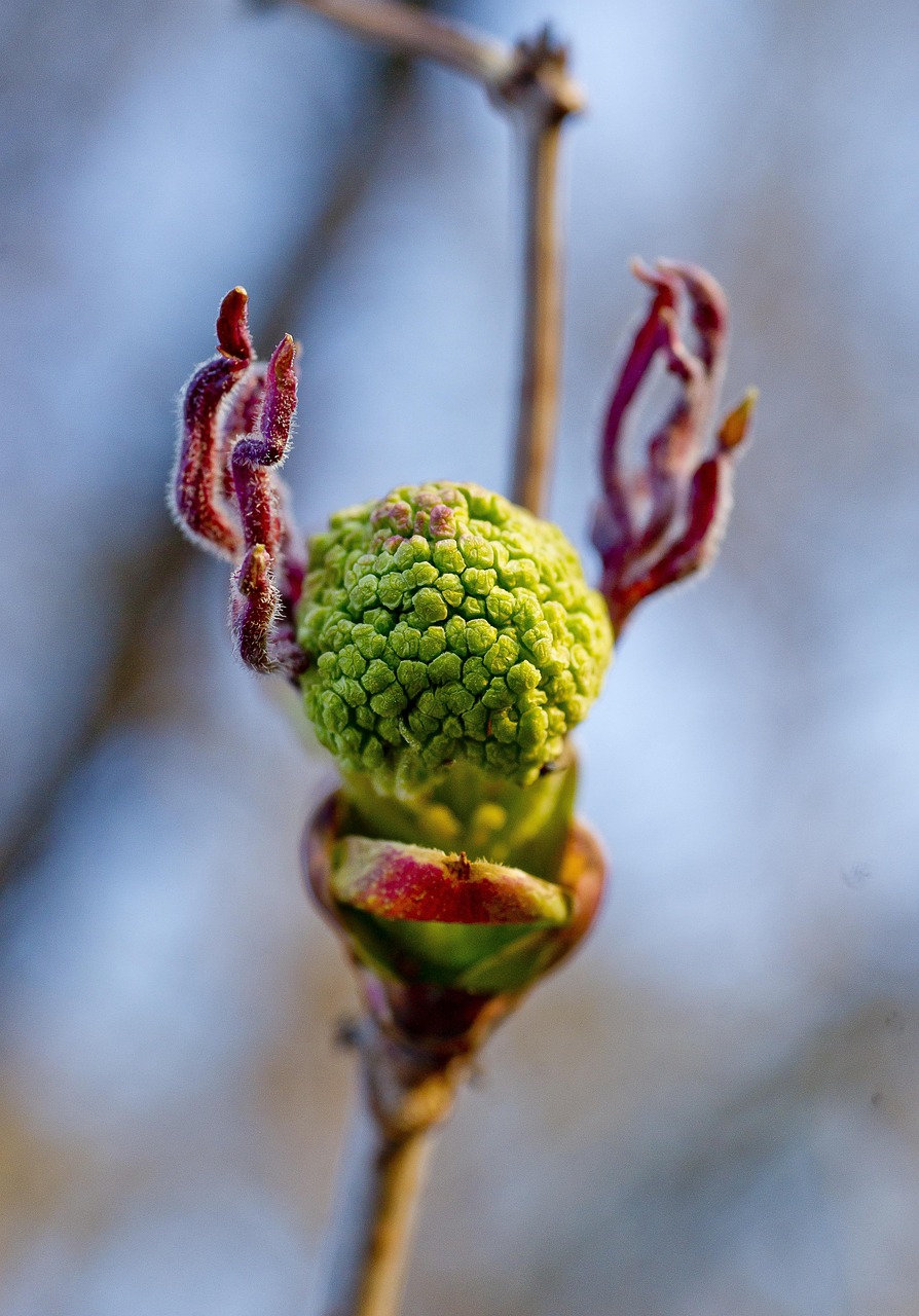 Bloom Rowan Before Flowering - Free photo on Pixabay - Pixabay