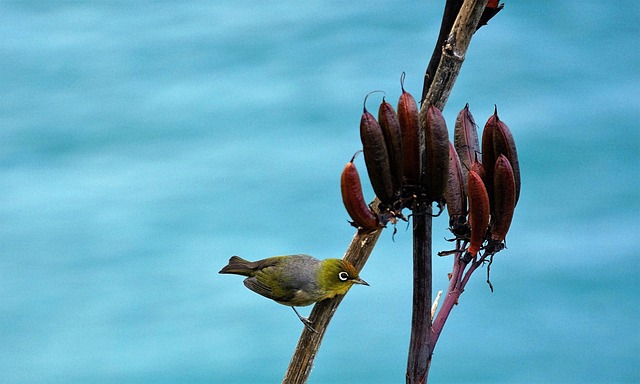 Free Bird Green photo and picture