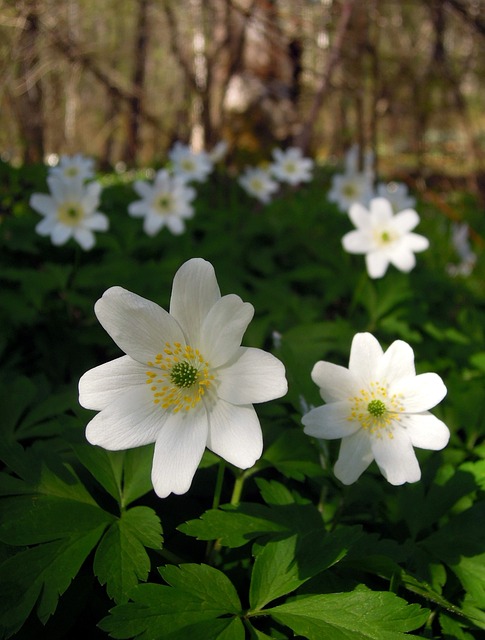 Anemone, Ranunculaceae, Blomst, Hvid