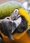 animal, parrot, bird