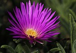 ice plant, flower, blossom