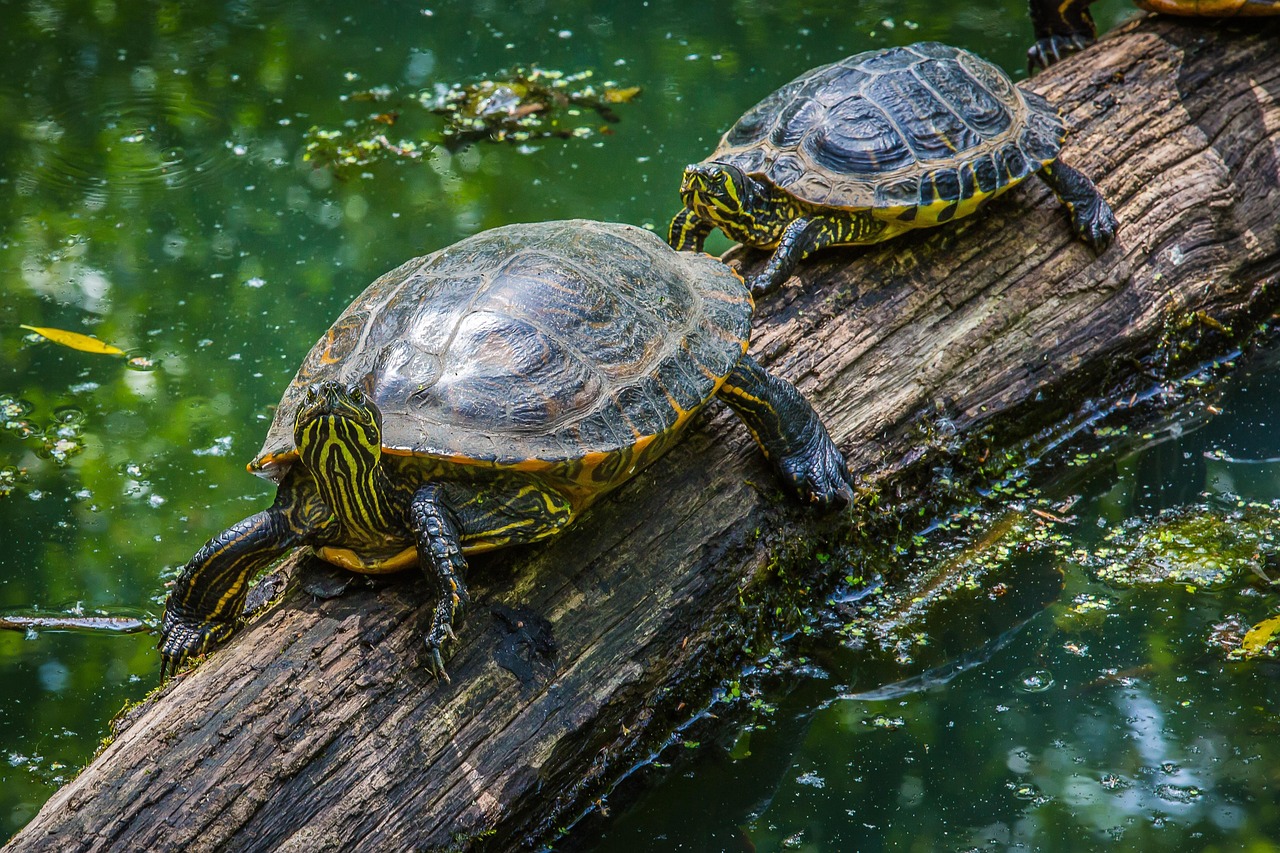 100 Kostenlose Wasserschildkr ten Und Schildkr te Bilder Pixabay 100 Kostenlose Wasserschildkr ten Und Schildkr te Bilder Pixabay