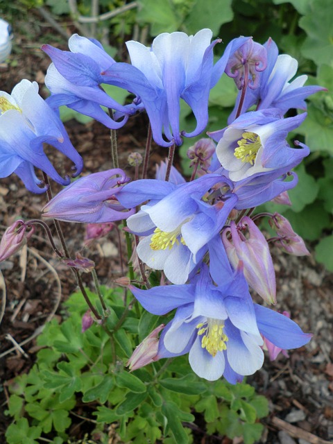 Free Columbia Plant photo and picture