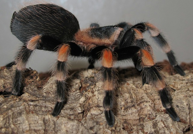 Tarantula, Brachypelma Smith, Terrarium