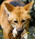 animal, wolf, maned wolf