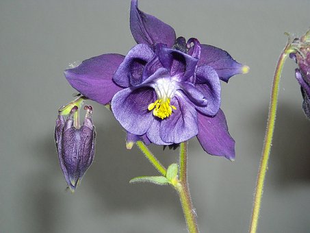 60以上の無料common Columbine セイヨウオダマキ画像 60以上の無料common Columbine セイヨウオダマキ画像